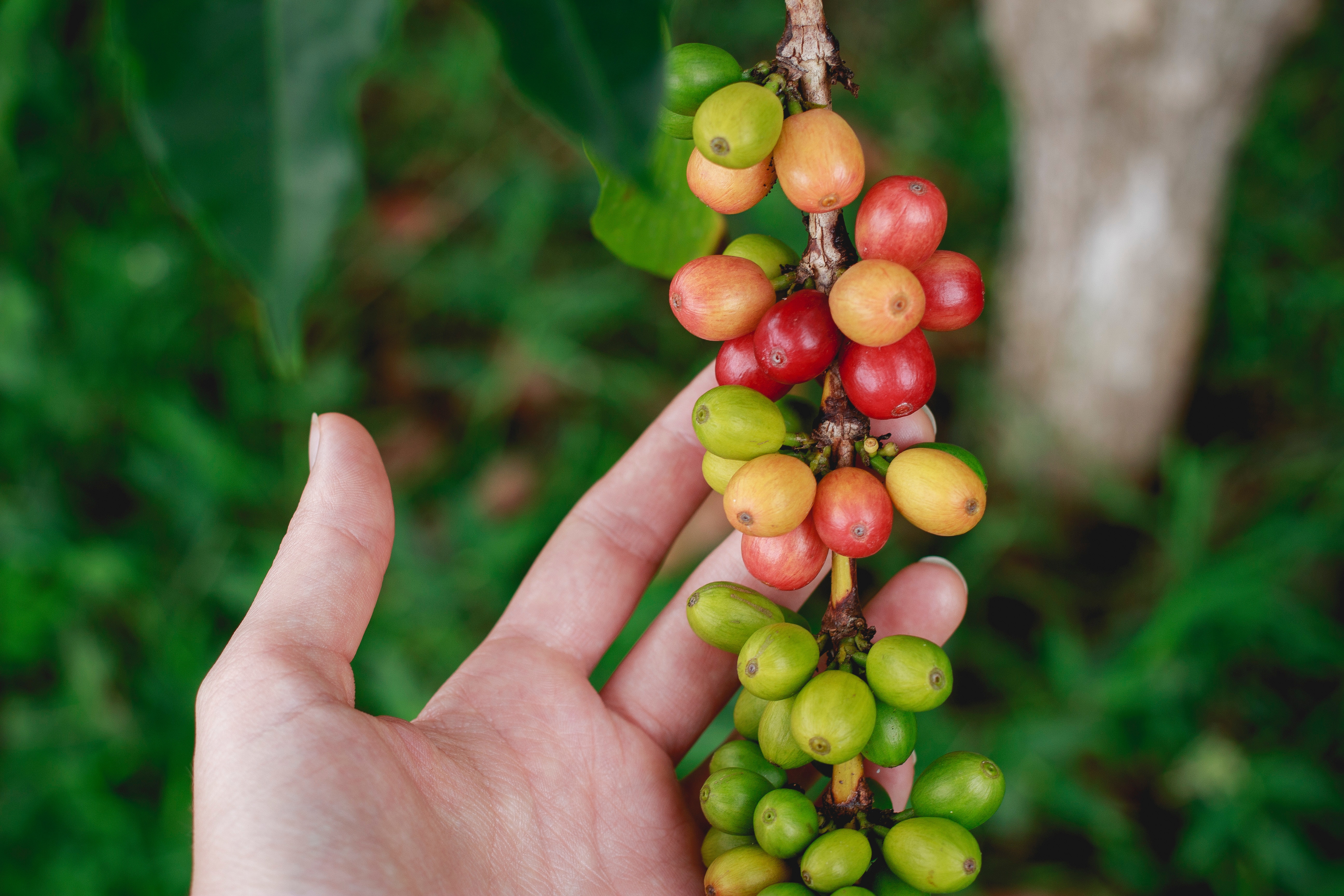 Coffee, Cacao & the Pulse of Colombia , image 4